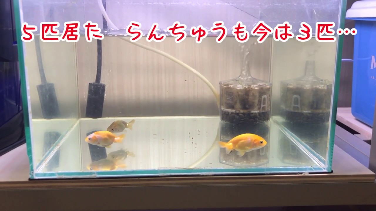 ベアタンク らんちゅう Youtube
