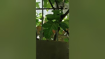 سورة آل عمران ..صفحة 52