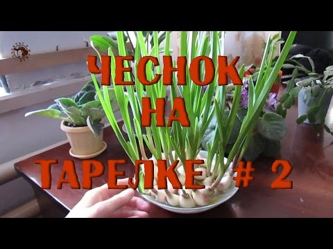 Чеснок на тарелке#2   Выращивание на зелень. Огород на подоконнике.