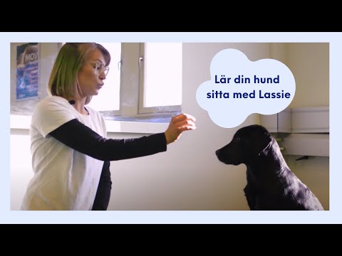 Video: Yorkie Shih Tzu Hundinformation