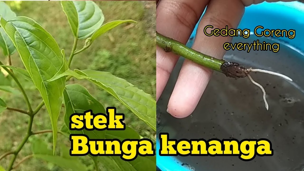 Cara stek bunga kenanga pasti tumbuh akar