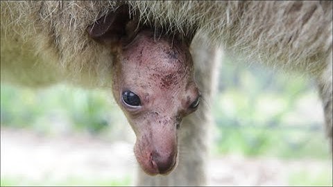 Cuteness overload - Kangaroo joeys meet the world