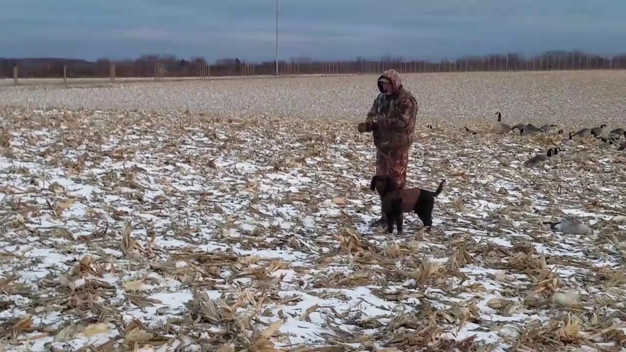 Raylan-American Water Spaniel