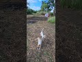 #Puppies#Buhay Probensiya