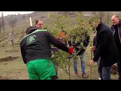 თბილისში 2500 ხე-მცენარე დაირგო