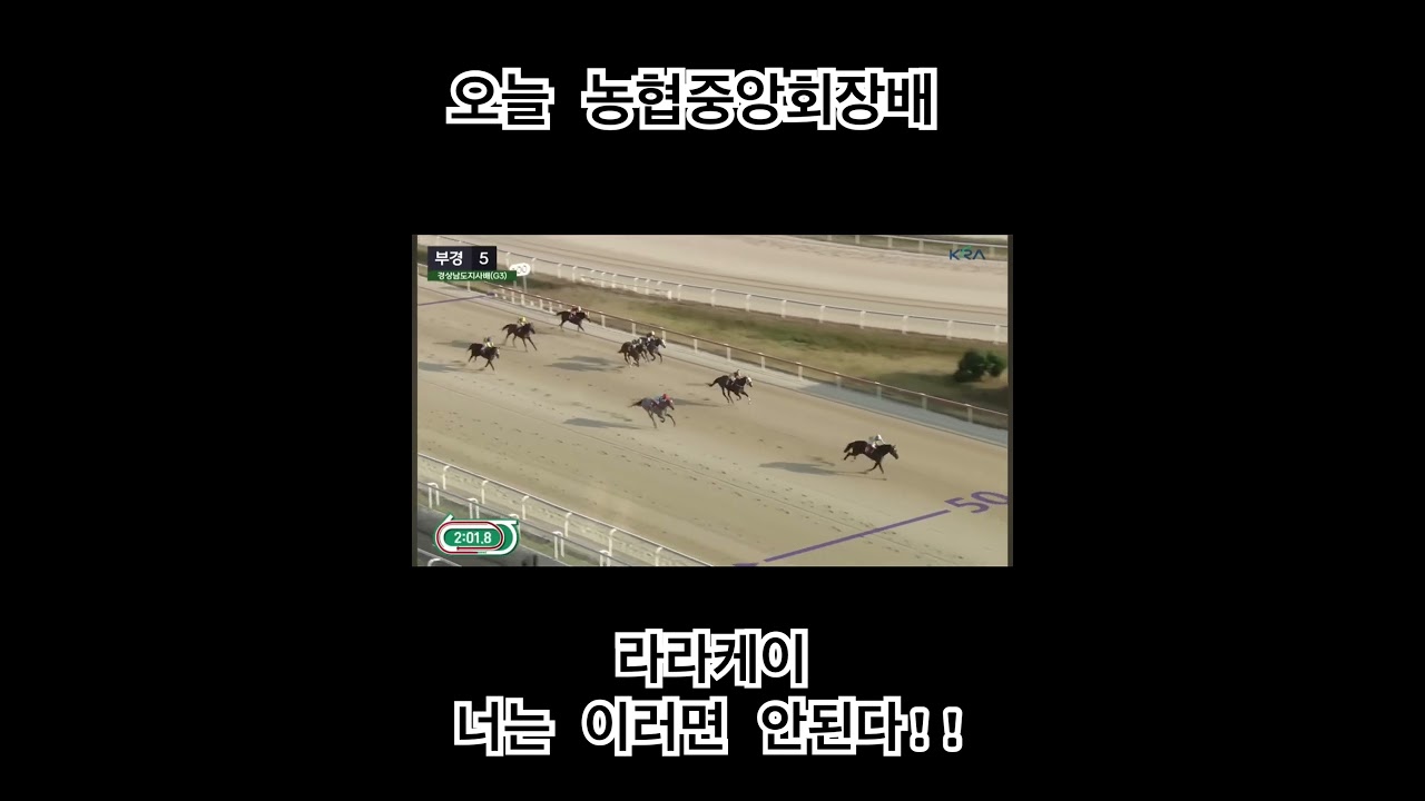 라라케이도 오늘 단승식 쩜배당 예상. 여러분의 생각은 어떤가요? #경마 #농협중앙회장배 #서울 #koreahorseracing #경마방송 #경주마 #추입 #말