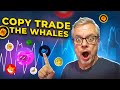 How to copy trade the meme token whales  massive gains to be had