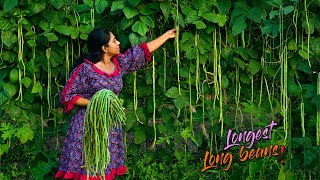 Long beans! Longest ones I ever harvested for curry, tea time snack & Bro's Omelette| Traditional Me