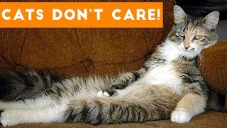 Cats Don't Care Cute Animal Compilation |  Funny Pets Videos 2016