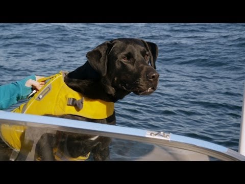 Video: Pet Scoop: pasaules vienīgais zināmais baltais vīriešu slepkava vaļu plankumainais, vadošais suņu skalas 911