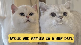 Cute CATS' milk DATE | Apollo and Matilda