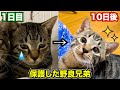 【保護した野良猫兄弟】悲しい顔だった猫が10日でこうなりました! #猫 #保護猫 #cat