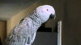 Max the African Grey parrot