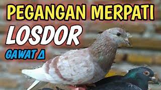 PEGANGAN MERPATI OVER CC SUPER KENCENG || MERPATI VIRAL BAR BAR NIH BOS