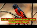 Masteran Mantenan Tembakan Pedas Cocok Untuk Isian Burung Kicau Mp3 - Mp4 Download