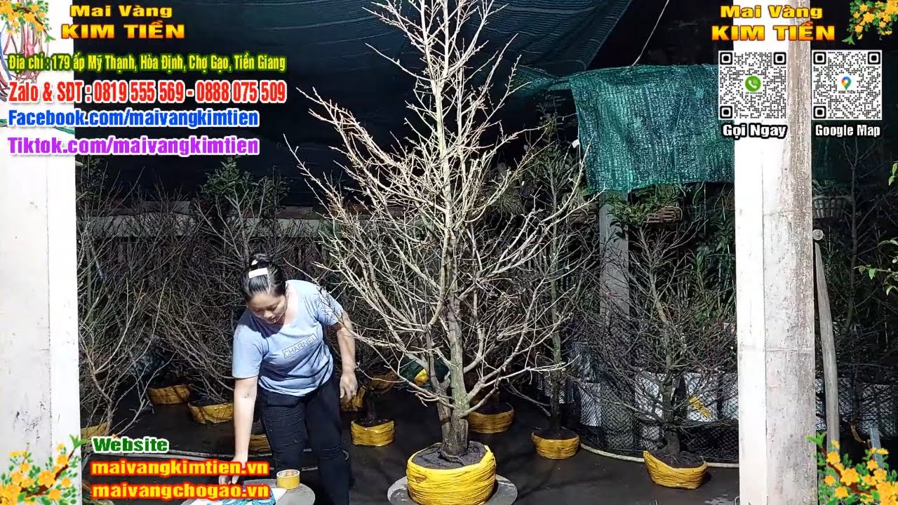 Phôi Mai Thủ Đức Giá Rẻ Bao Ship Bao Sống Toàn Quốc - Mai Vàng Kim Tiền Chợ Gạo