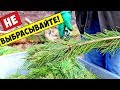 6 Способов Использования СОСЕН И ЕЛОК после Нового Года!!!