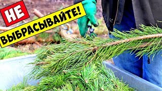 6 Способов Использования СОСЕН И ЕЛОК после Нового Года!!!