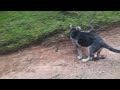 Щенок и лес#cute #pappy #dog #animals #nature #собака #лес#собака #beautiful #animals #forest