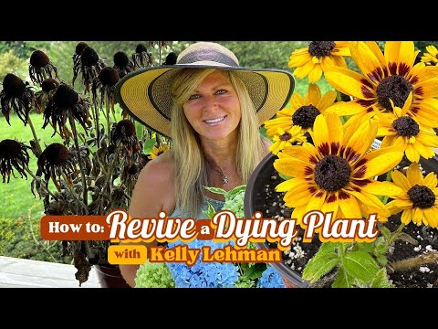 How To Revive A Dying Plant And Bring It Back To Life | Kelly Lehman