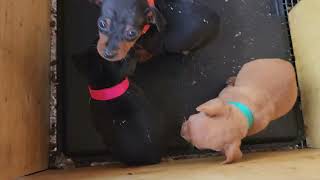 Reba puppies 01 07 2024 by Little Trucker Kennel, Miniature Pinschers 308 views 4 months ago 49 seconds