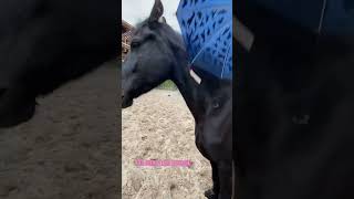 Чего боятся ваши лошади?