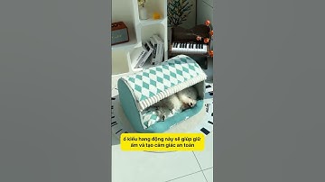 Giải Pháp Ấm Áp Cho Cún Mùa Đông: Ổ Như Hang Động, Bé Thích Ngay! 🐕🔥 #notapetvn #thucung #dog #pet