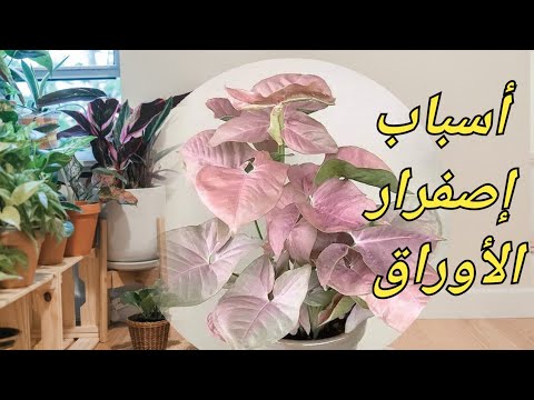 أسباب اصفرار أوراق رجل البطة السنجونيوم
