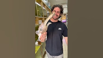 One of the craziest and funniest looking turtles the snake neck turtle 😍🔥🔥