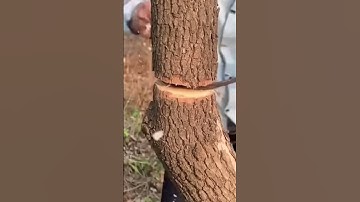 Tree cutting 😱#Shorts#Viral#Manash Pratimd