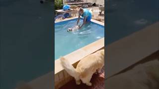 Turkey Dog Rescue