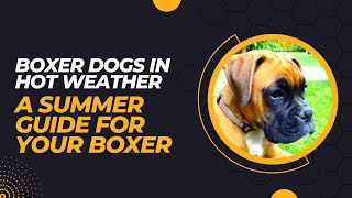 Boxer Dogs In Hot Weather  A Summer Guide for Your Boxer