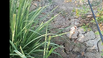 Câu cá lóc bằng vịt con