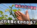 春先のぶどう管理〜いらない部分は早めに落として農繁期に備える〜2026-04-18