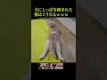 犬にしっぽを踏まれた猫はこうなる...笑#shorts
