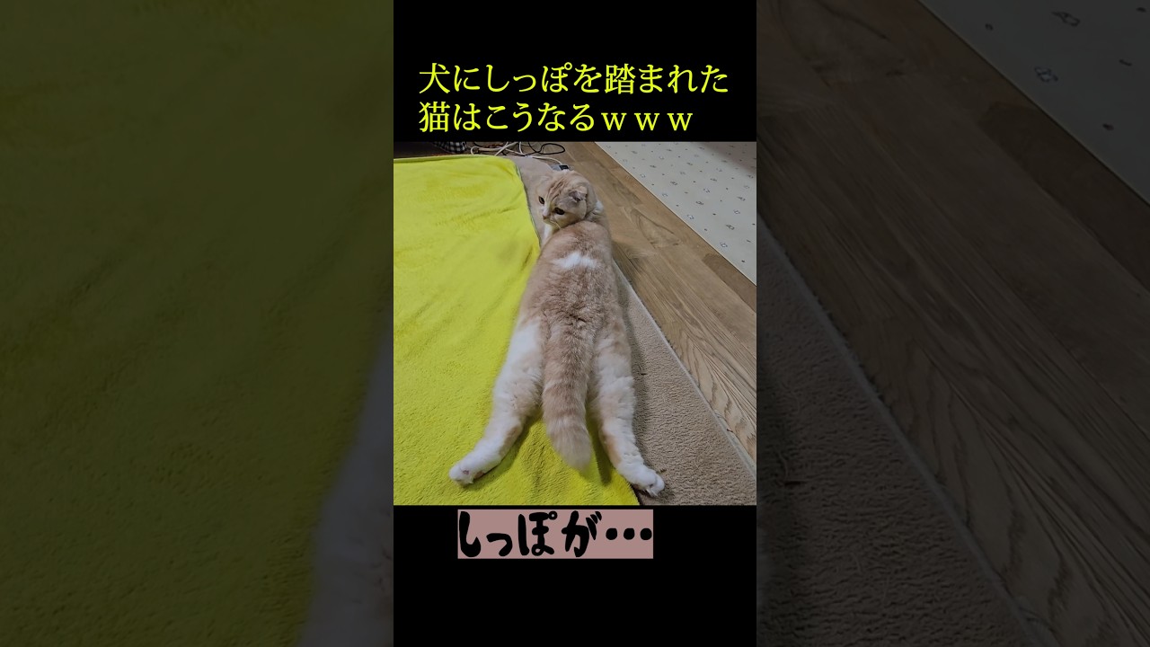 犬にしっぽを踏まれた猫はこうなる...笑#shorts