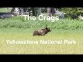 Looking for bear in The Crags area - Yellowstone National Park