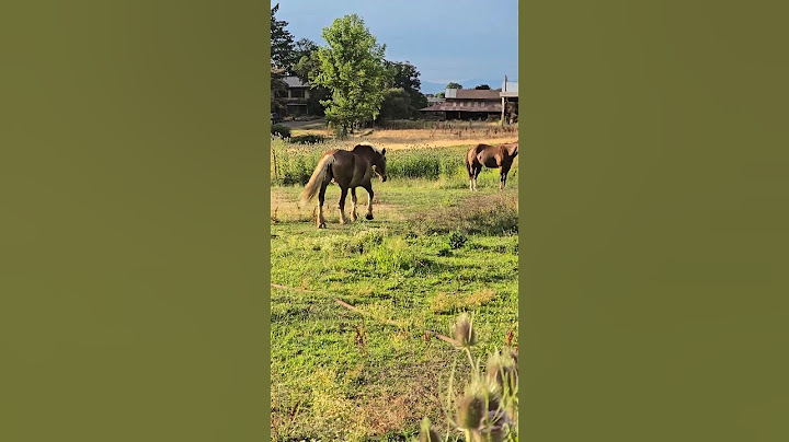 Liam and Noel: rock n roll superstars, or horses? #oasismusic
