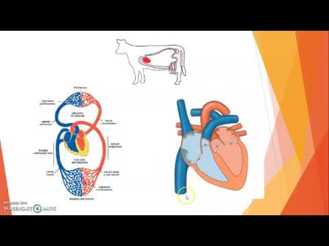 Video: ¿La sangre y la hemolinfa son lo mismo?