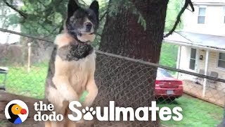 Woman Never Stops Trying To Rescue Sweet Dog Chained To A Tree | The Dodo Soulmates