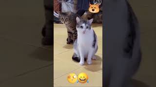 Download Lagu lucu ngakak//janda semok #shortvideo #funny #lucu #ngakak #comedy #komedi MP3 Download Lagu lucu ngakak//janda semok #shortvideo #funny #lucu #ngakak #comedy #komedi MP3