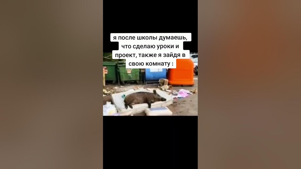 #кабан #кабанчик #спит #мем #мемы #рофл #рофлы #жиза - YouTube