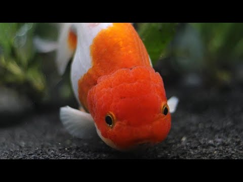 Video: Apa Jenis Ikan yang Bisa Hidup dengan Ikan Betta Pria?