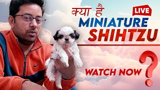 Standard Shihtzu vs Miniature Shihtzu, Watch Live Difference by Sri Sai Pet World 631 views 4 months ago 5 minutes, 44 seconds