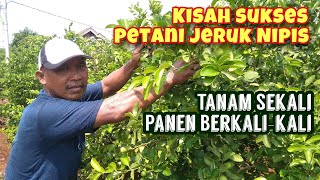 Sangat Inspiratif! Kisah Sukses Petani Jeruk Nipis, Tanam Sekali Panen Berkali Kali