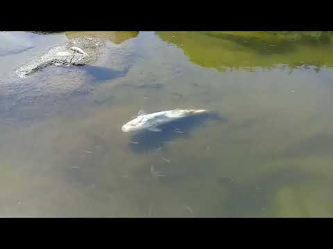 ბრაკონიერების მიერ გაფუჭებული თევზი.