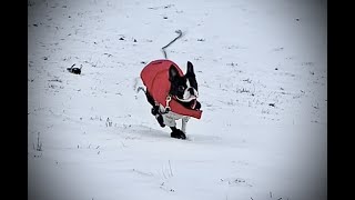 Boston Terrier Puppy - A Walk in the Snow! by Poppy the Boston Terrier  776 views 1 year ago 1 minute, 31 seconds