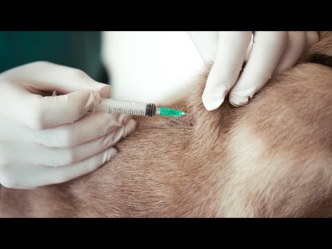 वीडियो: कुत्ते रेबीज टीकाकरण के बाद लक्षण