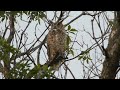 Juvenile Great Horned Owl