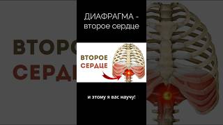 ДИАФРАГМА - ВТОРОЕ СЕРДЦЕ ❤️ Упражнения от спазма в полном видео